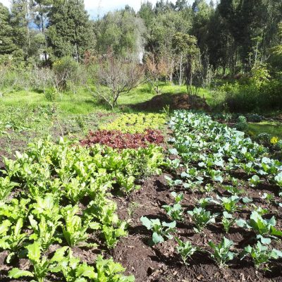 Cultivos asociados