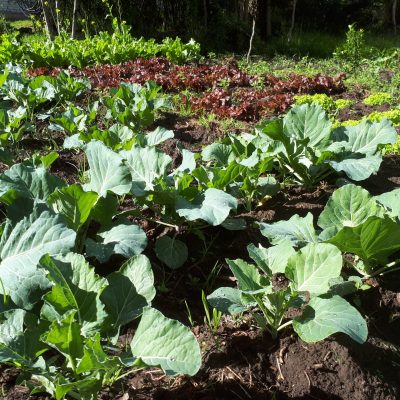 cultivos organicos