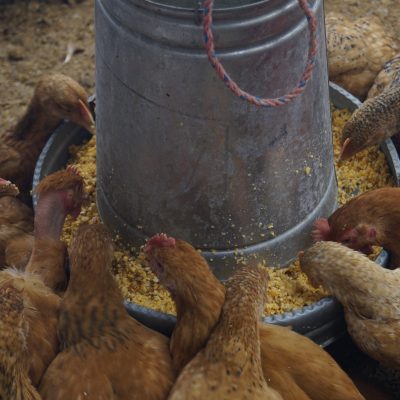 Alimentación de pollos con fermentado