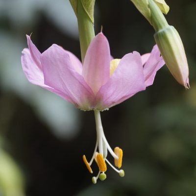 Flor de taxo