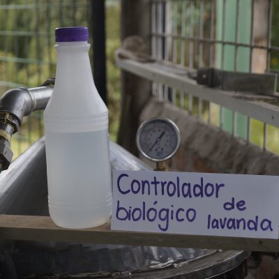 Controlador biológico de lavanda