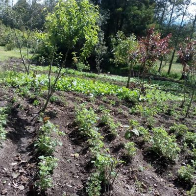 Cultivos asociados