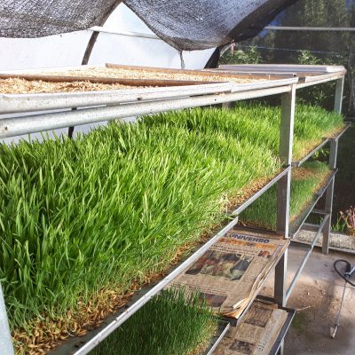 Invernadero para germinación