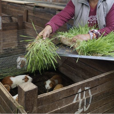 Alimentación de animales con el germinado