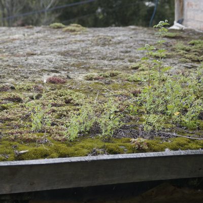 Techo verde