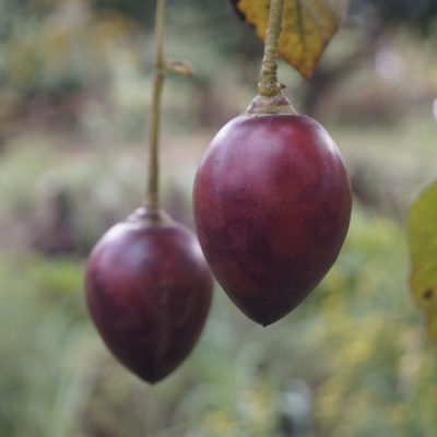 Tomate de árbol